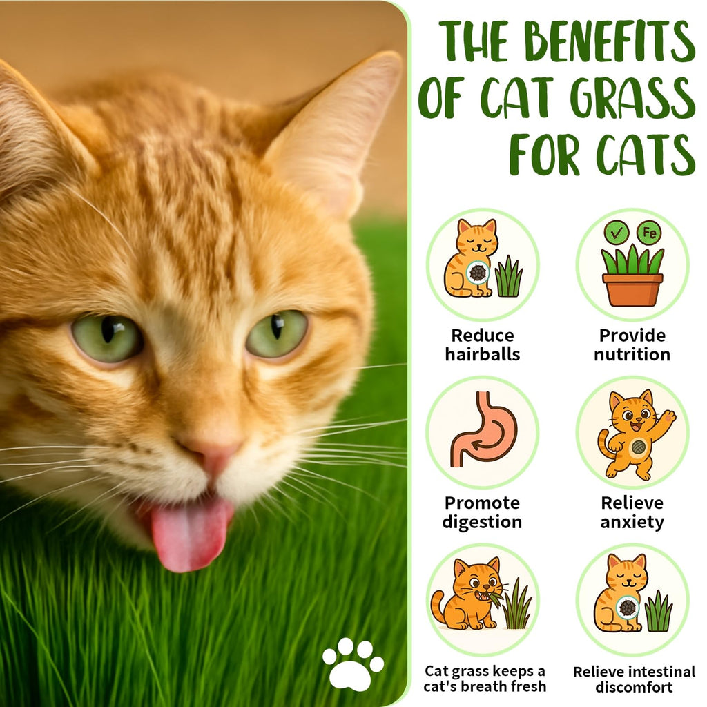 Cat Grass Growing Kit O715