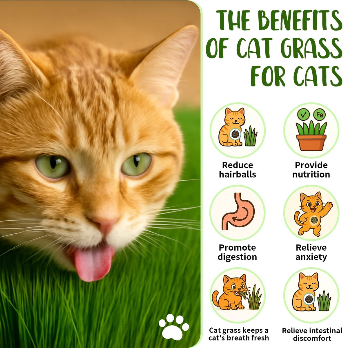 Cat Grass Growing Kit O715