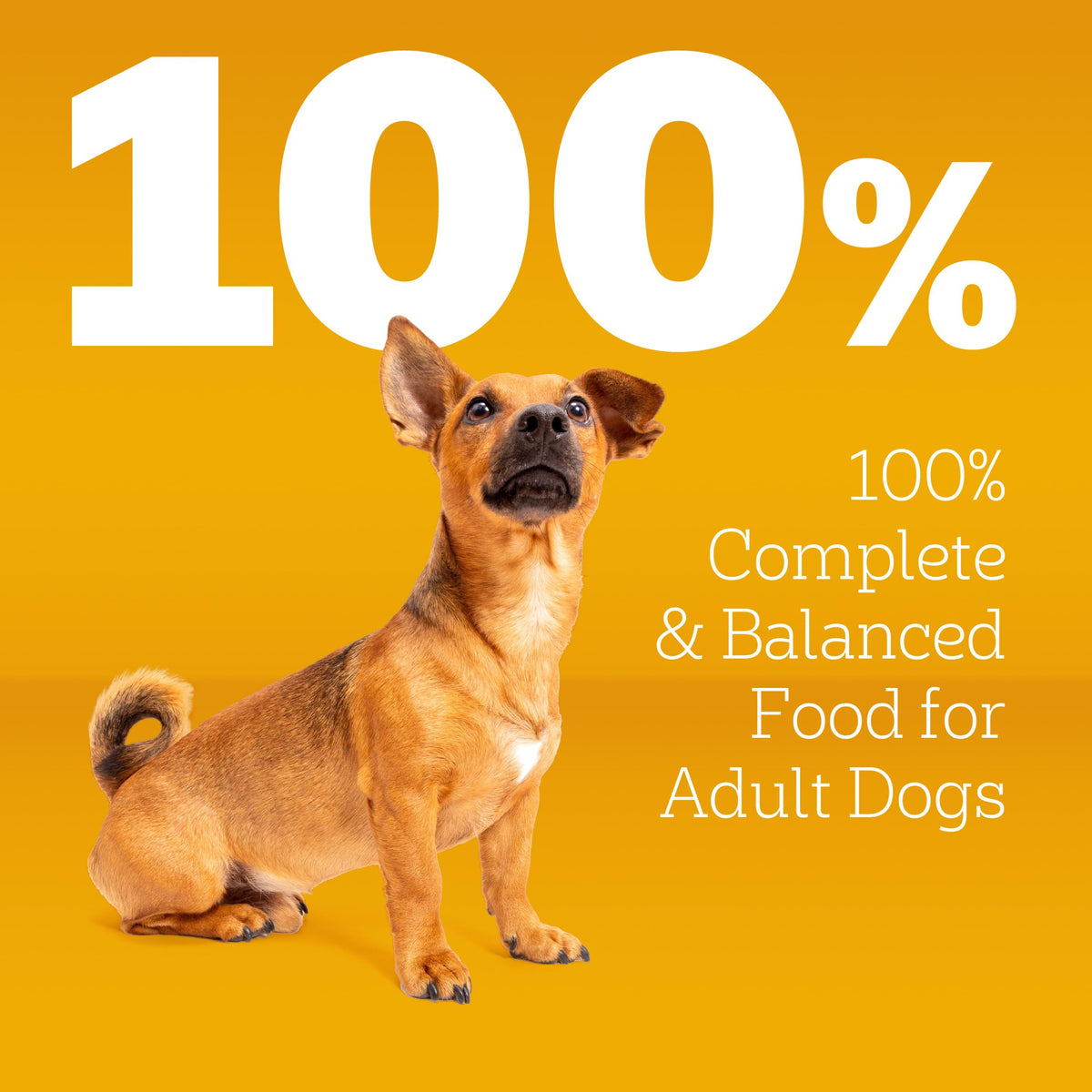 Dry Dog Food 14 lb S57728