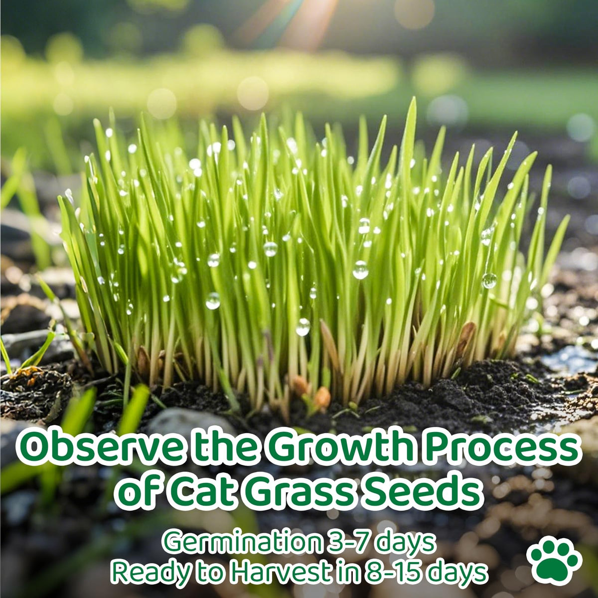 Cat Grass Growing Kit O715