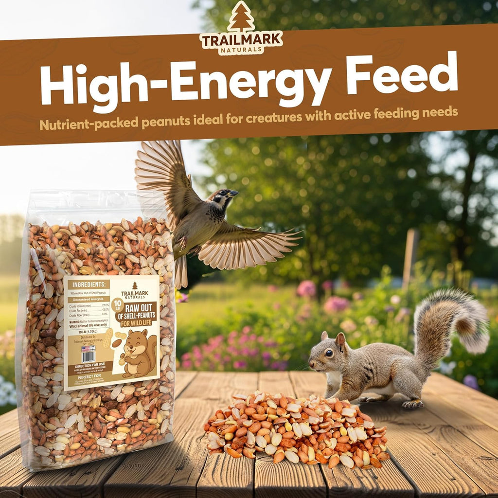 Raw Shelled Peanuts C54951